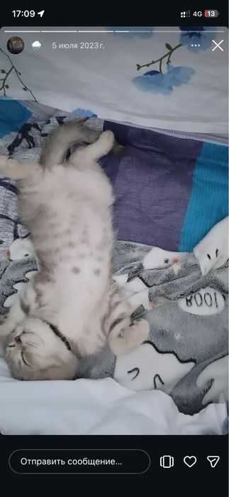Кот шотладнский вислоухий