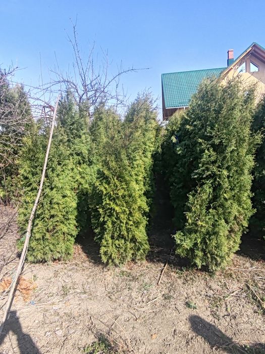 Vând tuia columnaris și smaragd  120 -250 cm!