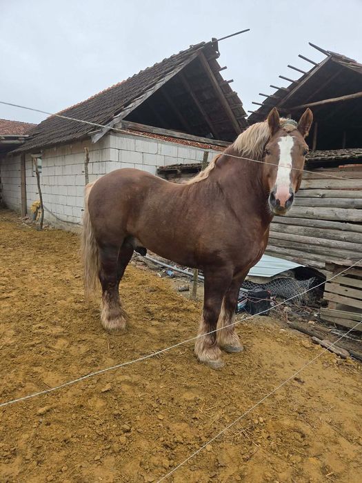 De vânzare armăsar