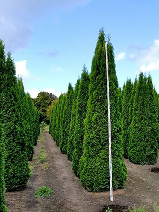 Tuia Leylandii-smarald la înălțime de 3m-4m, perdea verde naturală/