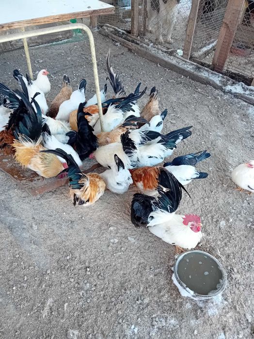 Кокошки и петли от порода Шабо