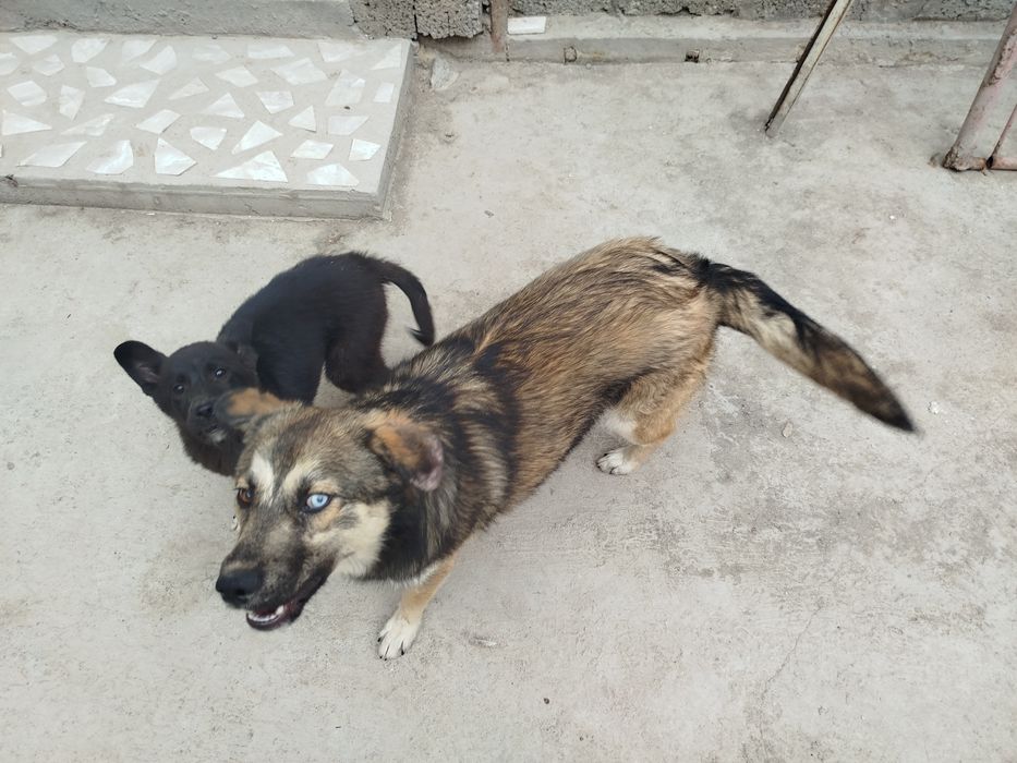 Пристраивается собака.