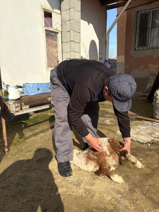 Ветеринар на выезд