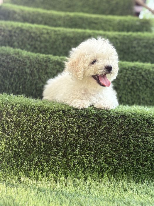 Maltipoo mini toy