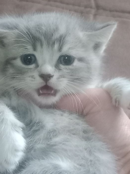 Британские короткошерстные