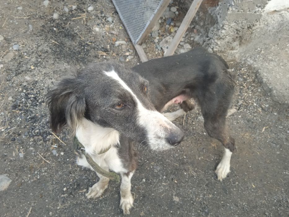 Продам тазы чистокровный