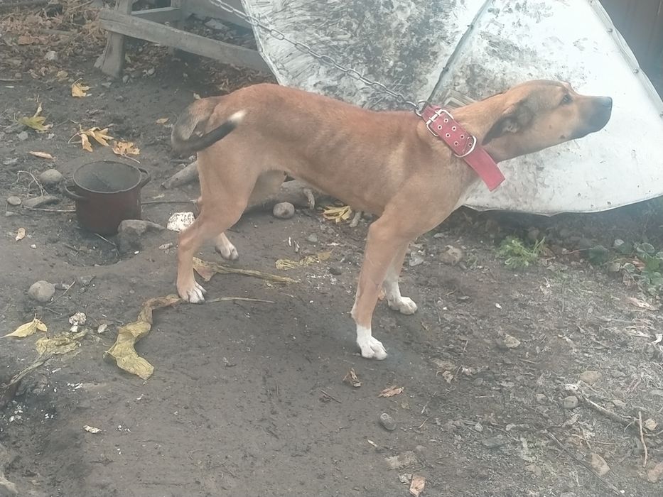 Пить сатылады ургашы