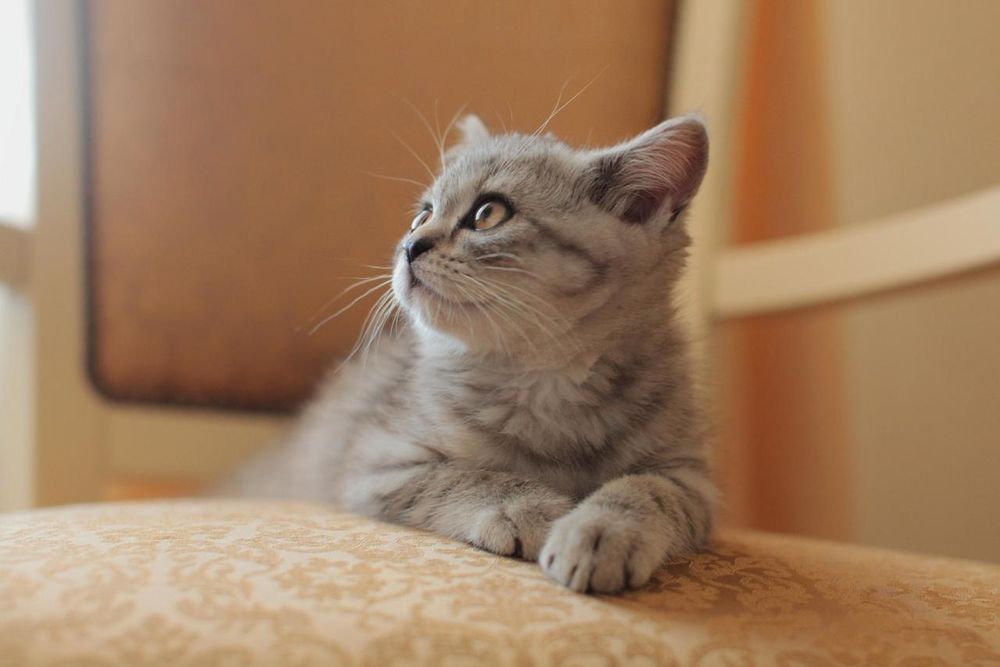 Шикарные шотландские котята