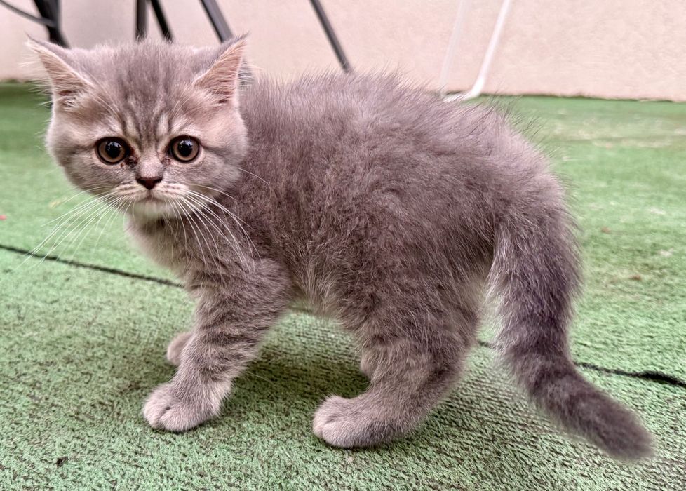 Pui British Shorthair – Mascul și Femelă (3 luni, Vaccinați, Educați)