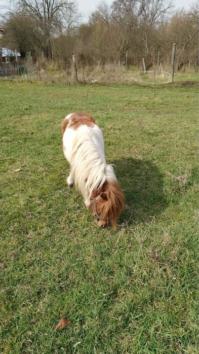 Малко мъжко пони