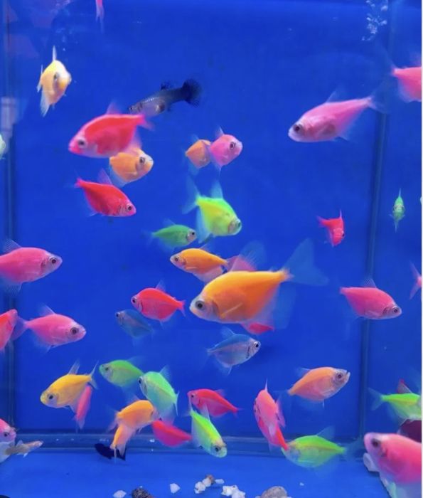 Аквариумные рыбки