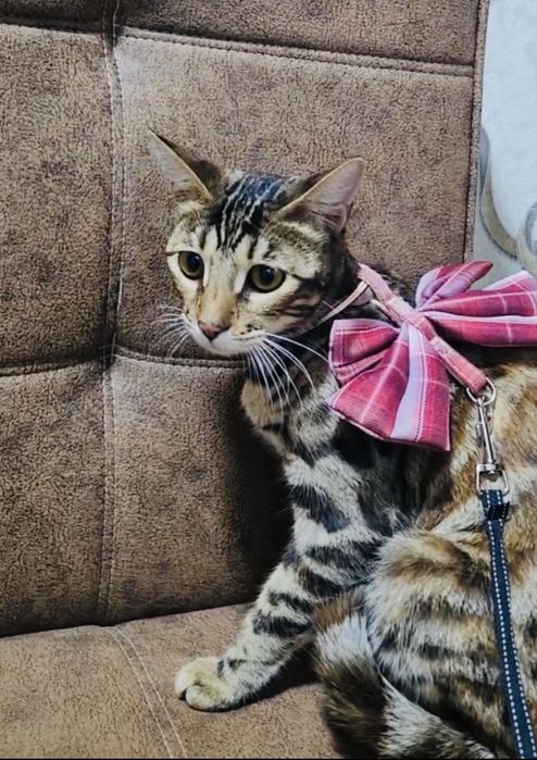 Bengalsky mushuk srochni sotiladi !!!