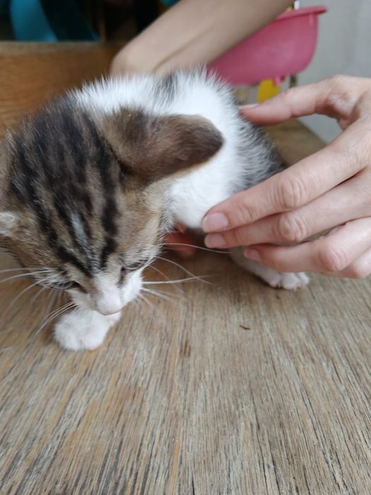 Pisoi spre adopție
