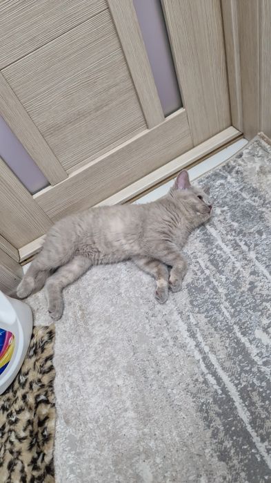 Кошка британка 4 месяца