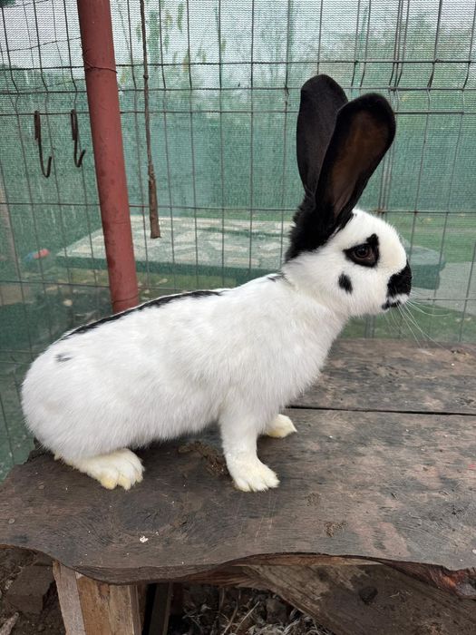 Mascul charly fluture