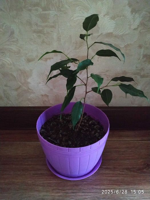 Фикус дерево Ficus