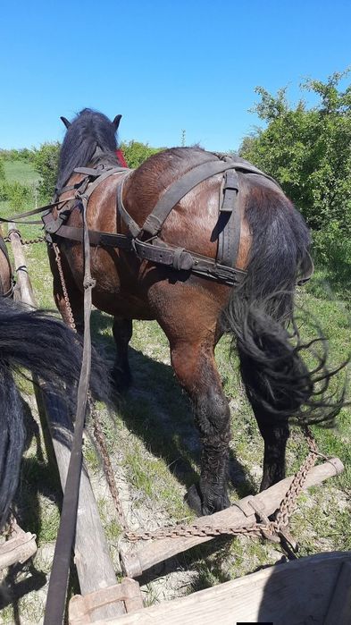 Cal și iapă de 4 ani