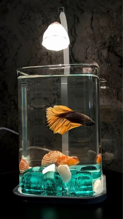 Набор аквариум + рыба + корм