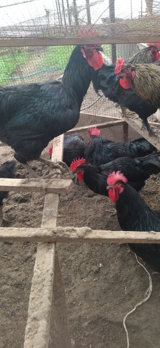 Qora shaxzoda xorozlari sotiladi