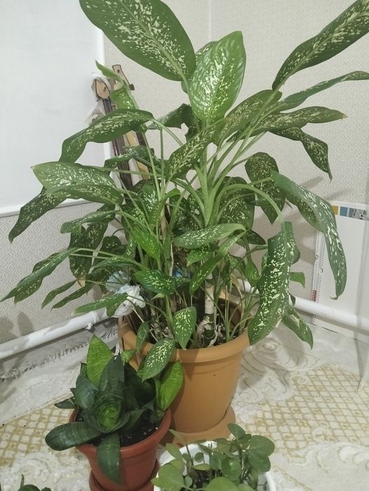 Комнатные растения