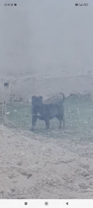 Питбуль мен алабайдан түскен