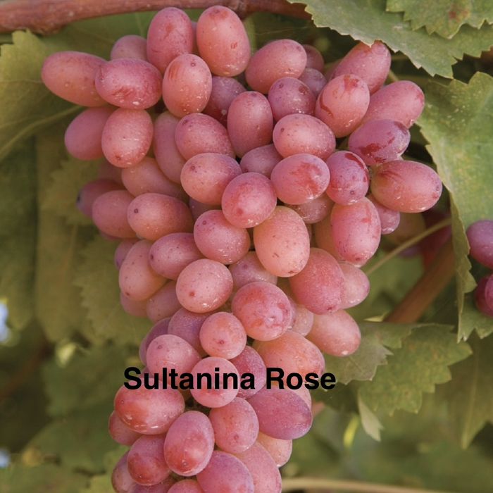 Butasi vita de vie anul 2 si 3