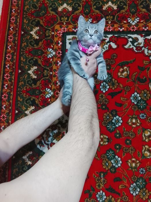 Продайоться катяты.1штук.шотланский скотиш фолд.скотиш страйт.