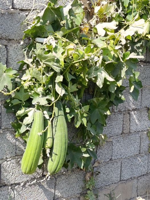 Мачалка Табий губка