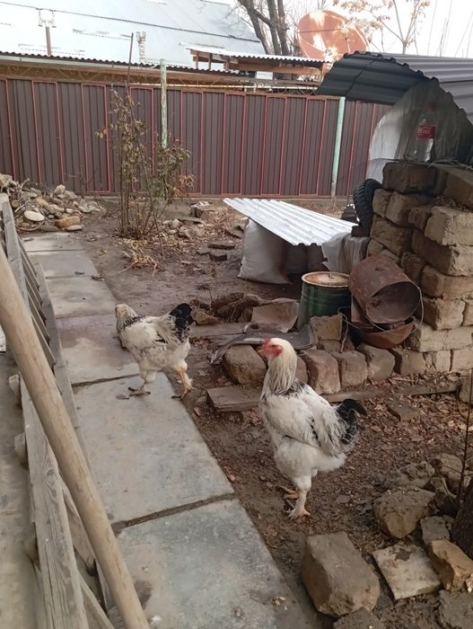 Қораз Сатылады брама