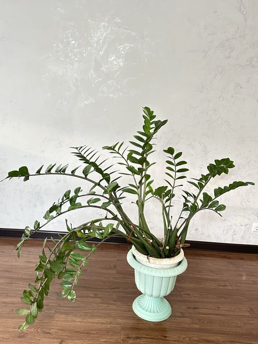 Разные комнатные растения