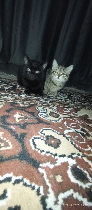 Отдаю в хорошие руки