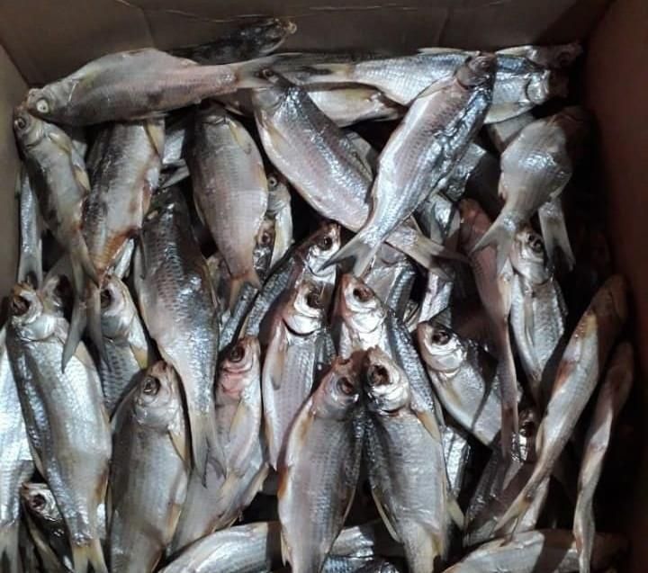 Вобла вяленная кепкен қаракөз