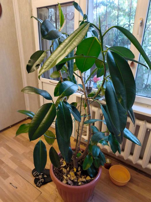 Фикус каучуконосный, большое дерево. 1,70 см