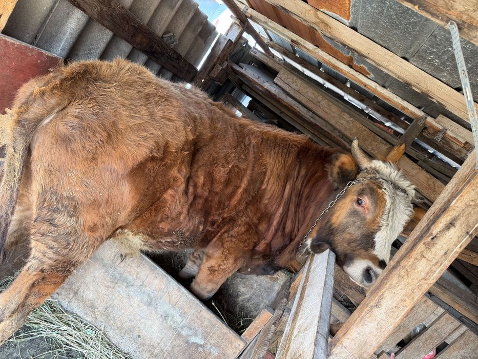 Бычок, 2 года Белогововый