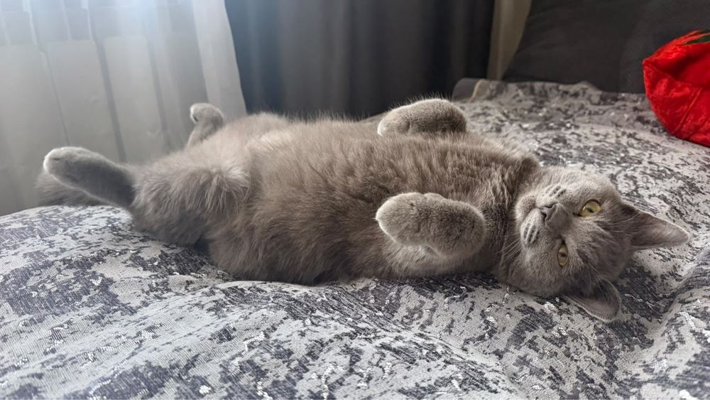 Отдам котенка в хорошие руки