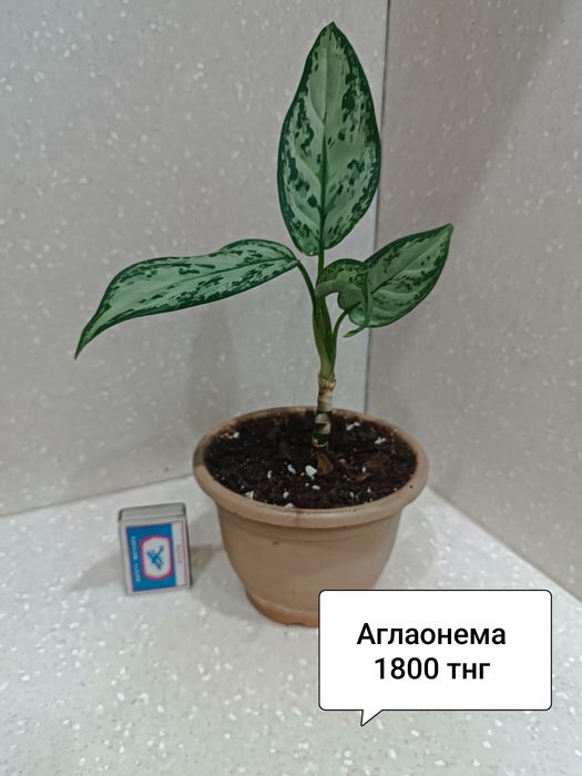 Цветы комнатные  в горшках