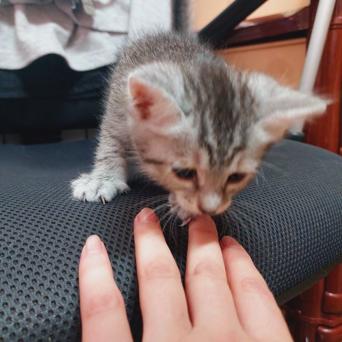 Отдам котят в добрые руки