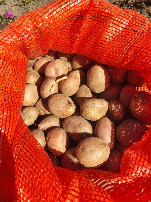 Картофель семенной продам