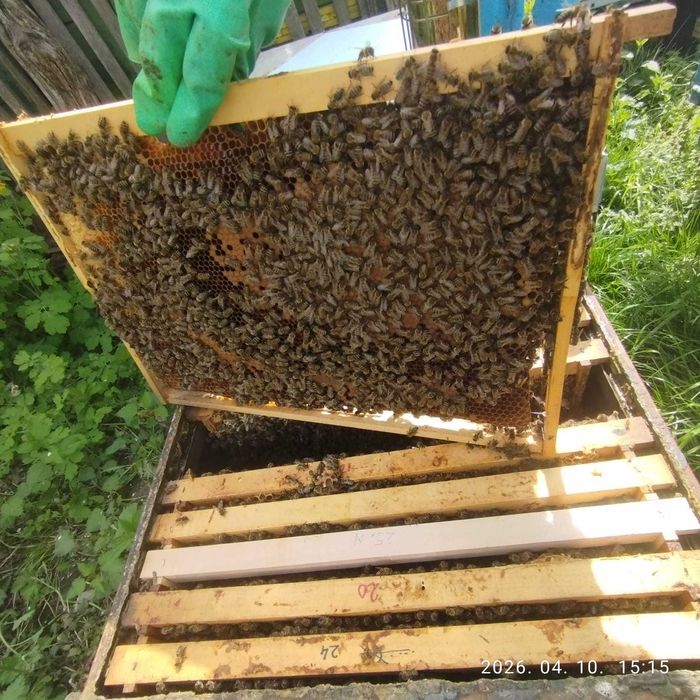 Familii de albine Dadant