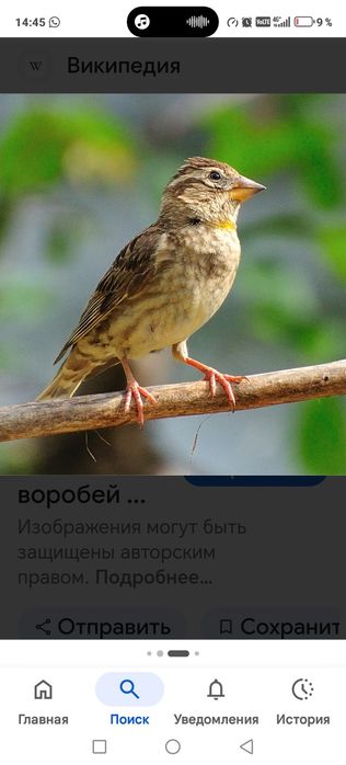 Продам птицу певчую