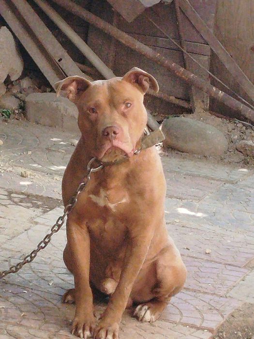 Питбуль в хорошие руки
