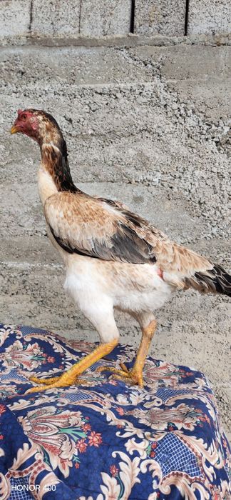 Dakan makiyon sotiladi