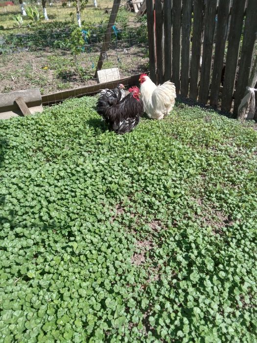 Cocoși Cochinchina pitic