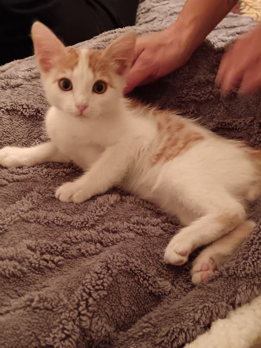 Отдаём котят в хорошие руки