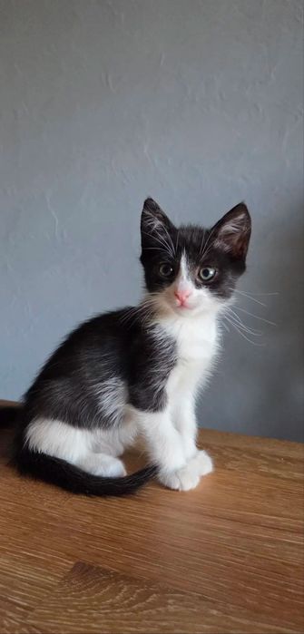 Котенок мальчик отдам даром