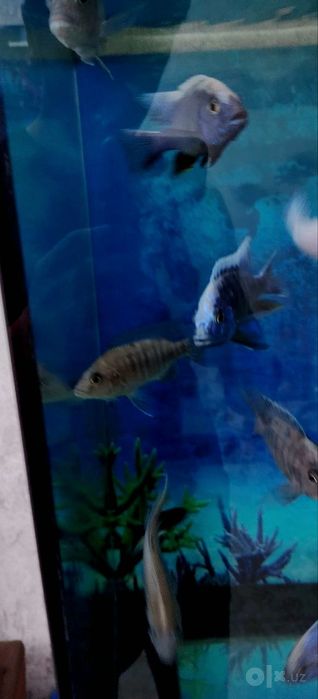 Aulonokara iceberg. Red rubin. Snejinka.Akula siamskiy