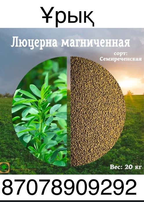 Жонышка тұкымы сатылады. Семена люцерна