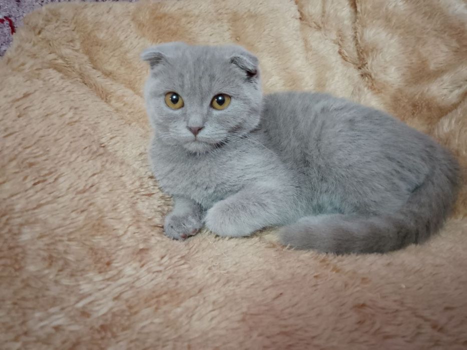 Продается скоттиш фолд