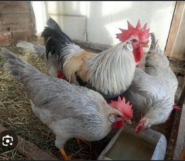 Легорн Изабелла 10 кунли жужалари