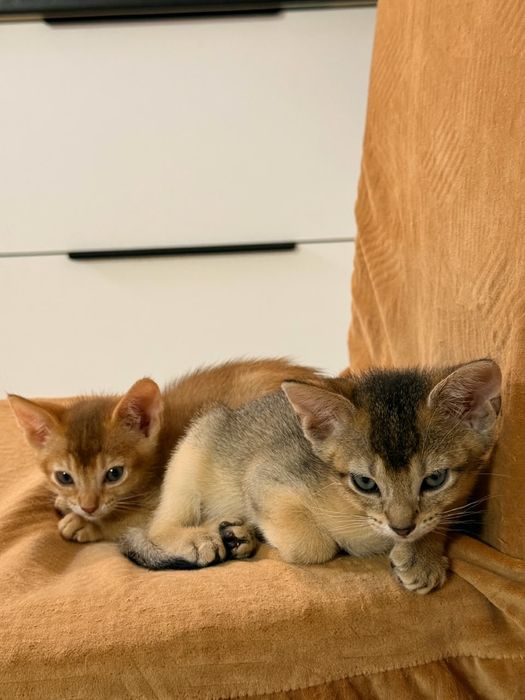 Чаузи котята шикарные